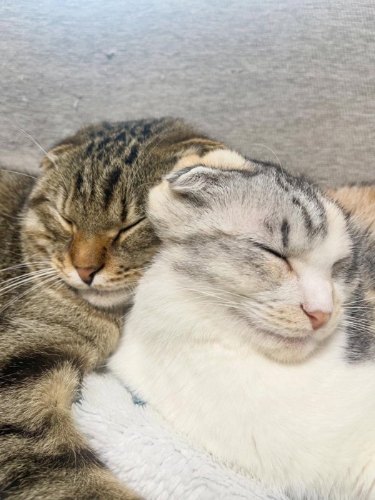 寝ている2匹の猫