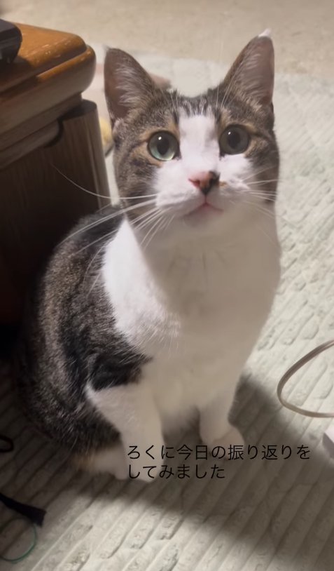 テーブルのそばでお座りをしている猫(目線斜め右上)