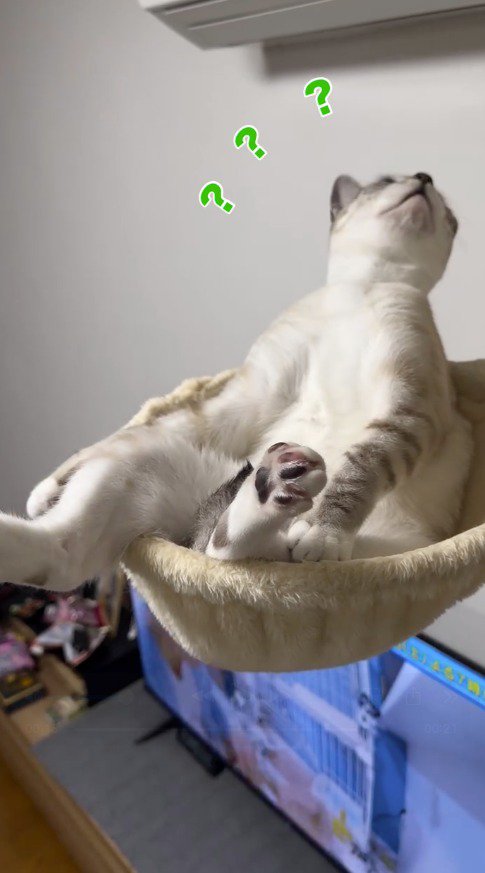 天井を見ながら不思議そうな顔をする猫