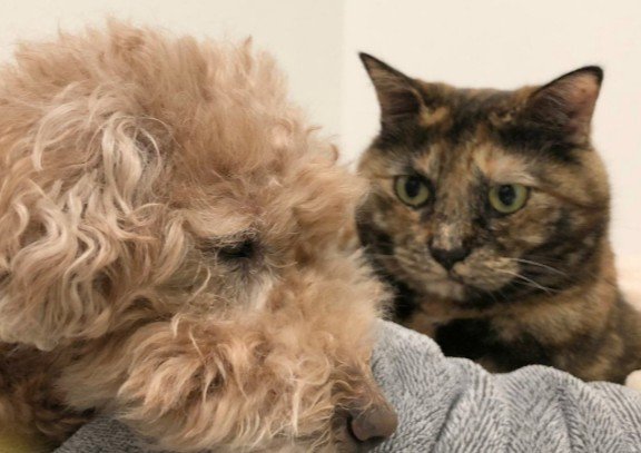 見つめる猫と迷惑そうな犬