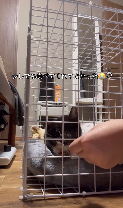 ケージの中でスプーンに盛られたご飯を食べている子猫