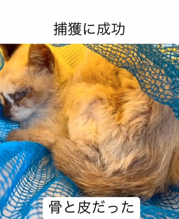 骨と皮だけの状態