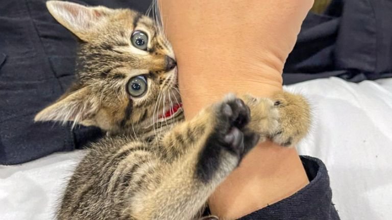 じゃれついている子猫