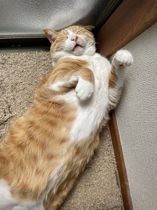前足を上げて眠る猫