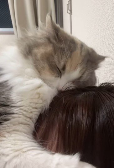 飼い主の頭に自分の顔を擦り付ける猫