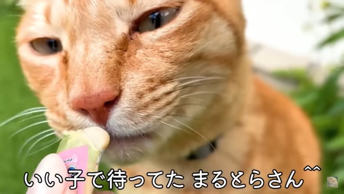 おこぼれでおやつをもらう猫