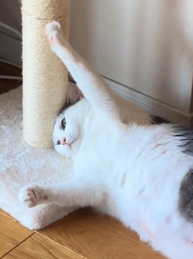 悟るおでんちゃん