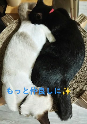 くっついて眠る2匹の猫