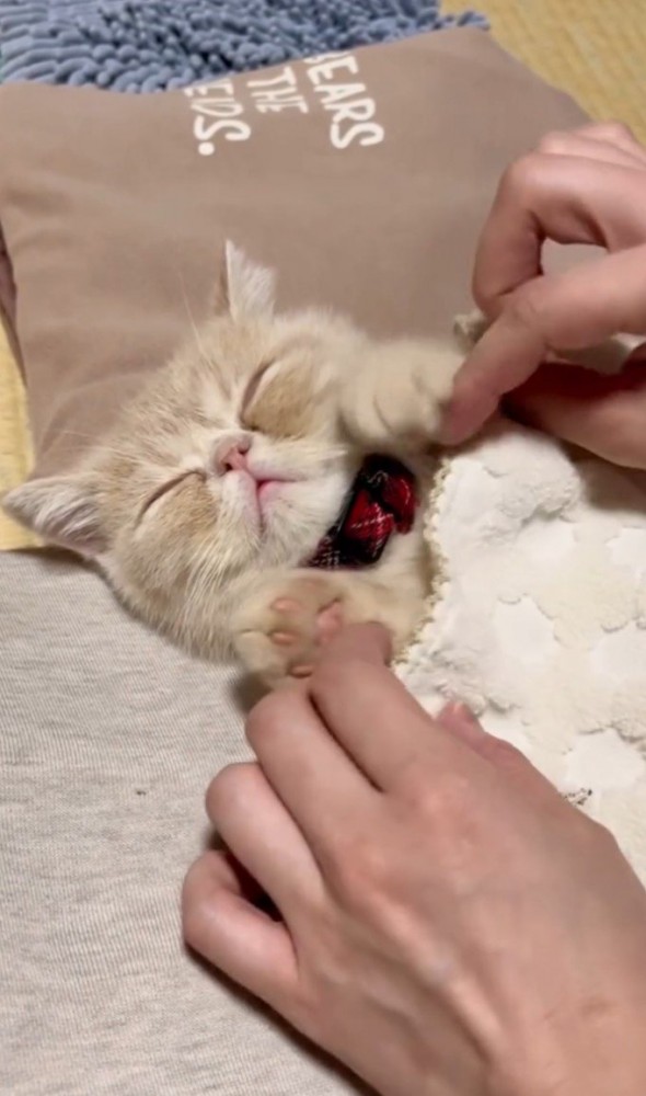 猫の手を上げさせる飼い主さん