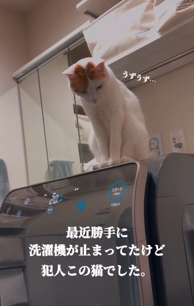 洗濯機に乗る猫