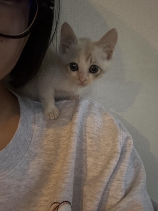 人の肩に乗る猫