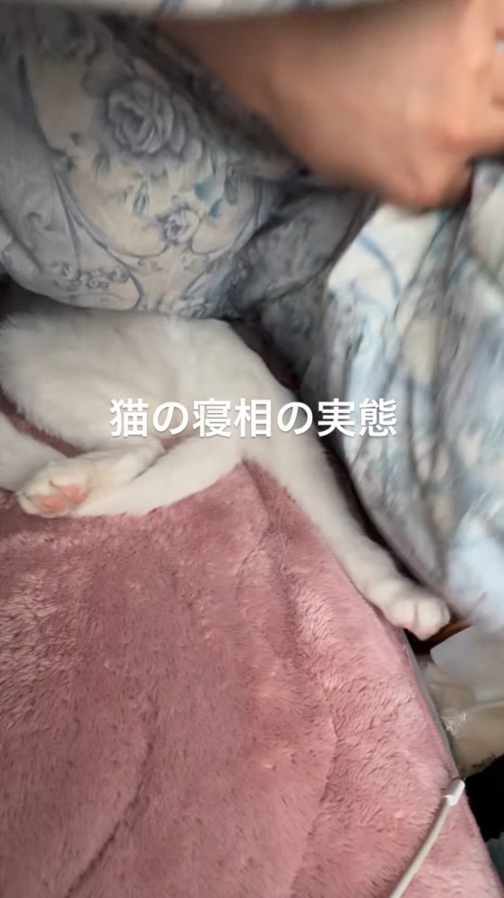 布団の中で足を伸ばしている猫