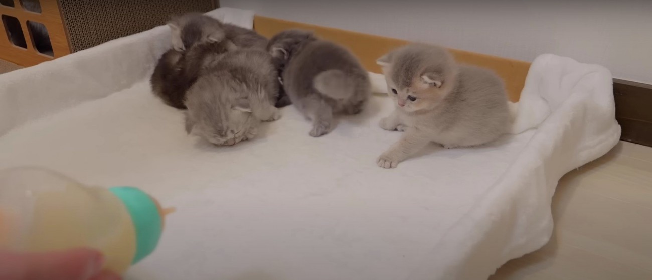 哺乳瓶を見ている子猫