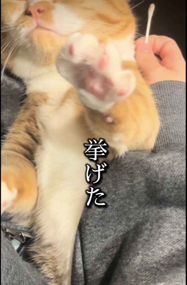 ママに耳掃除されながら左手を挙げるマンチカン