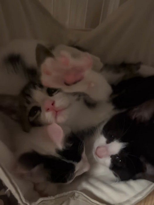伸びをする子猫