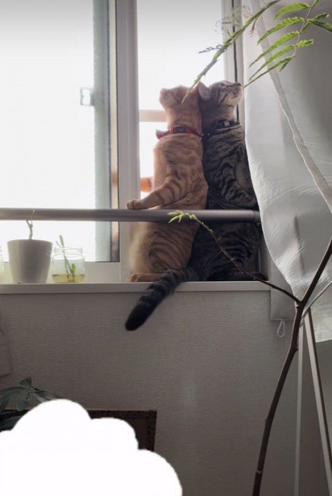 開いた窓のスペースに入るキジトラ猫と茶トラ猫