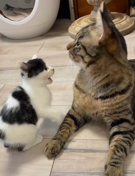 キジトラ猫を見上げながら口を開けている子猫