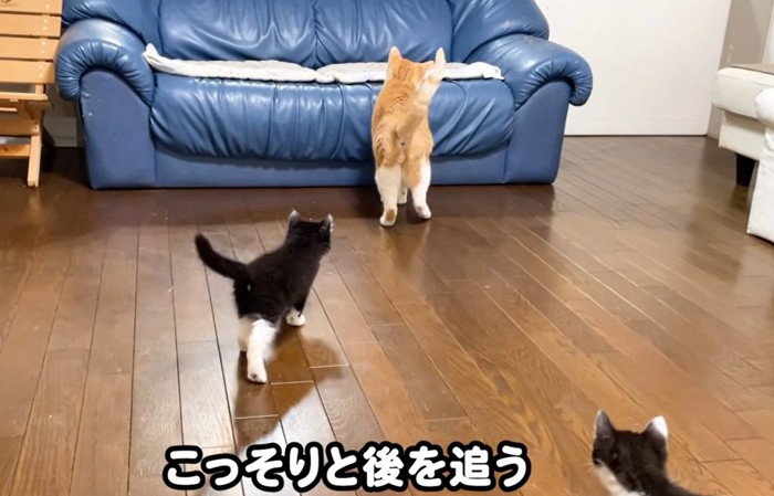 ソファーに乗ろうとする猫(こっそりと後を追う)