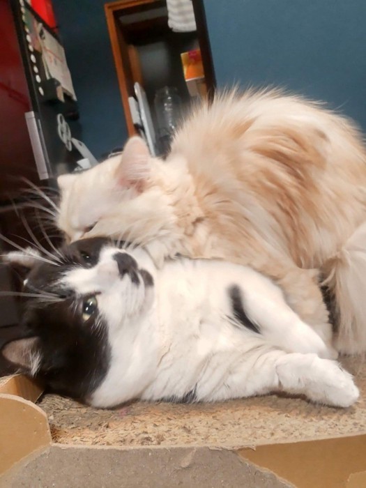 噛まれて横になる猫