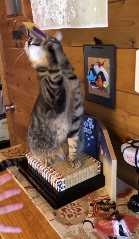 お内裏様を噛んで引っかく猫