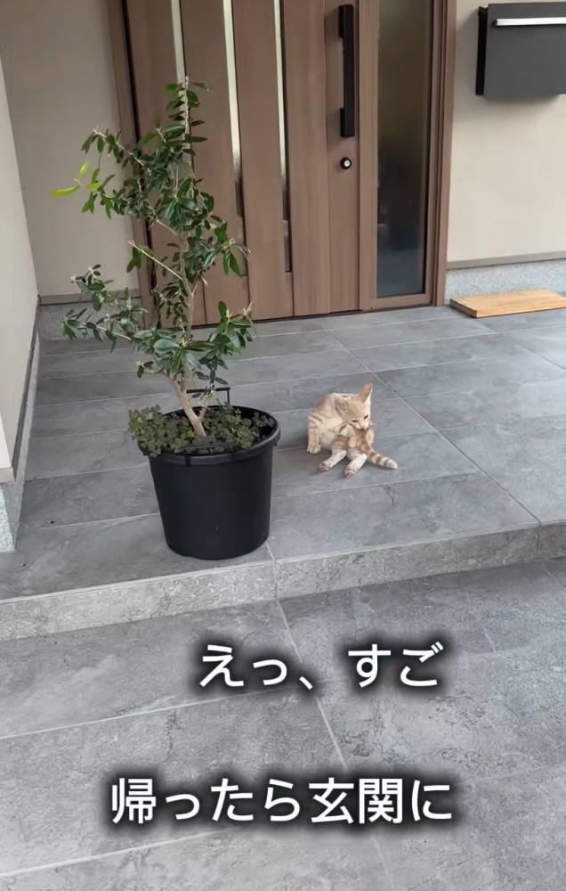 玄関先で毛繕い