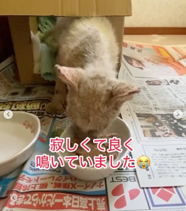 ご飯を食べる子猫