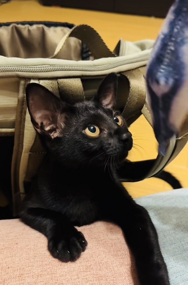 おもちゃで遊ぶ子猫