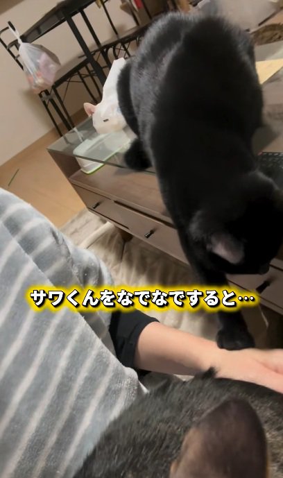 撫でられている猫と飼い主の手をとめようとする黒猫
