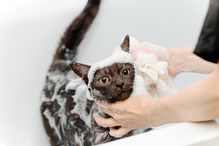 スポンジで洗われている猫