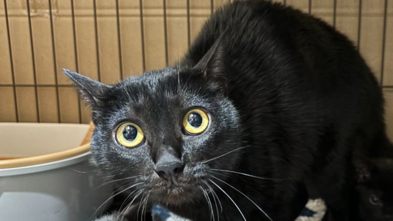 ケージの中にいる猫たち