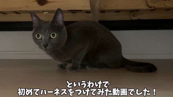 座るシルバー猫