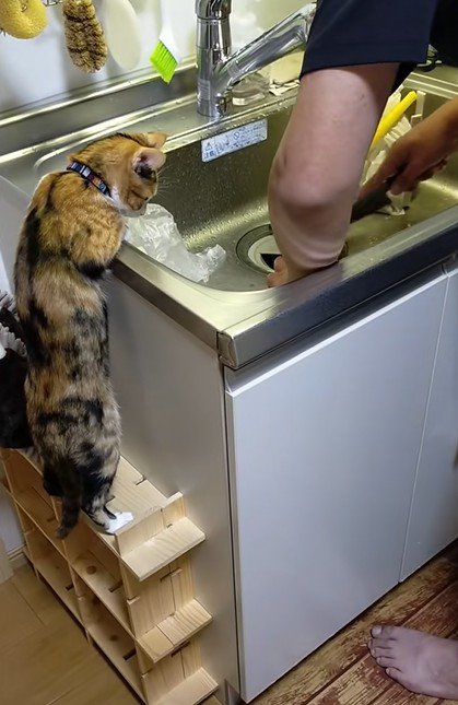 シンクに身を乗り出す猫