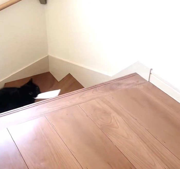 階段を上る黒猫