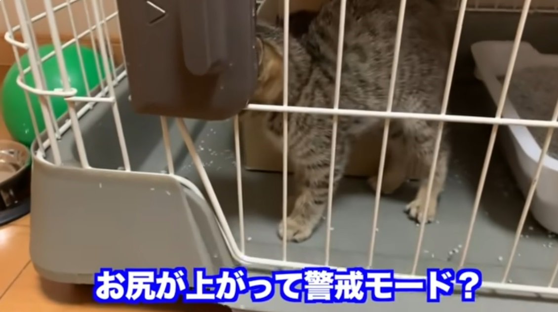 警戒するさばとら子猫