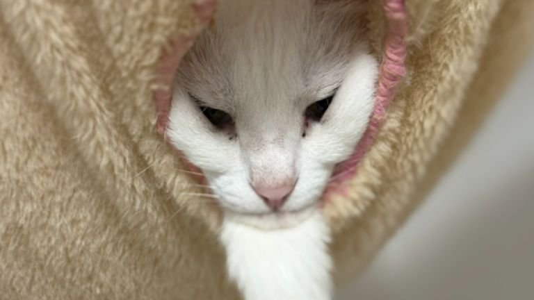 ハンモックにいる猫