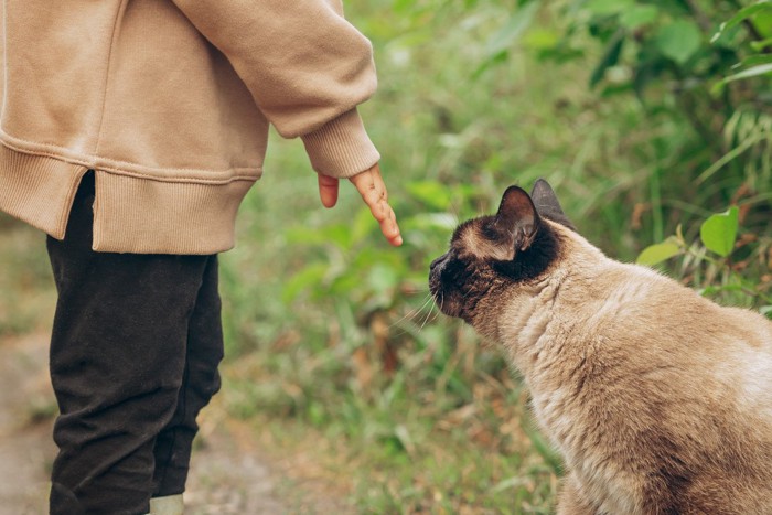 子供と交流するシャム猫