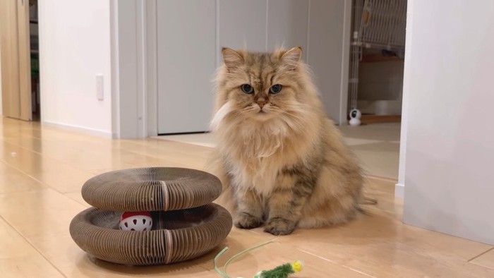 座るリソラちゃん