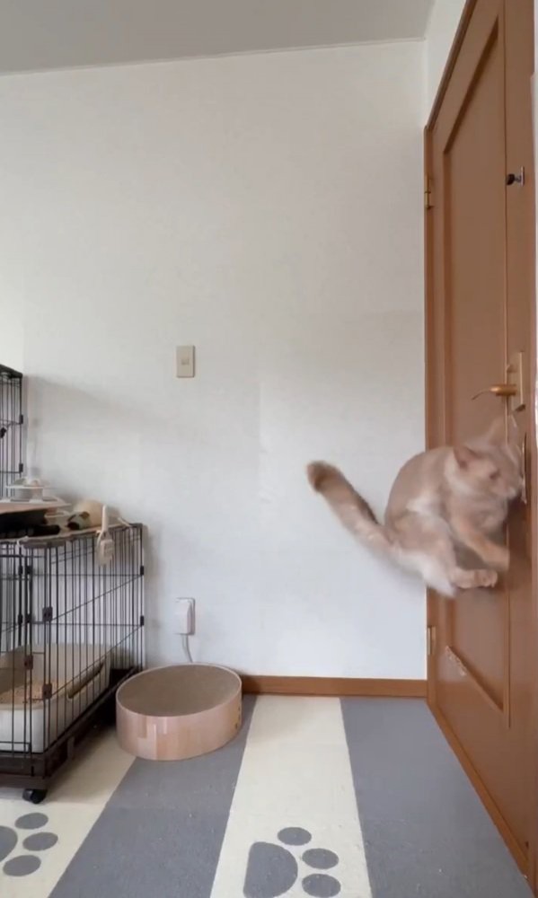 ジャンプする猫