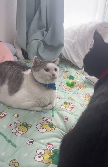 向かい合っている2匹の猫