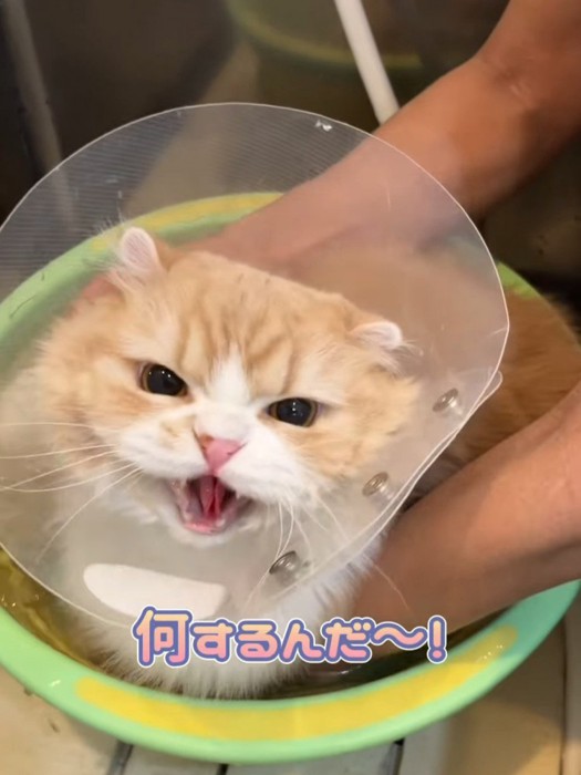 お湯に浸かって威嚇する猫