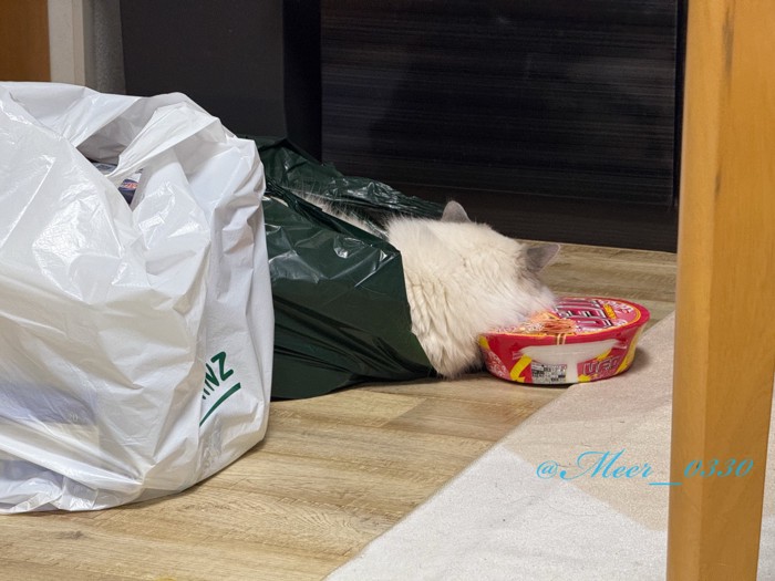 寝ている猫の後頭部