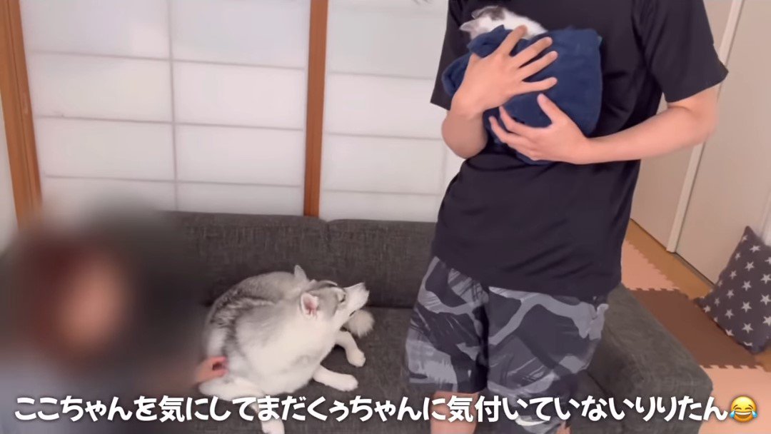 抱っこされる猫と遠くを見ている犬