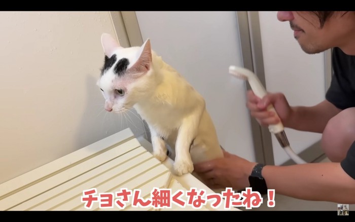 お風呂に入る猫