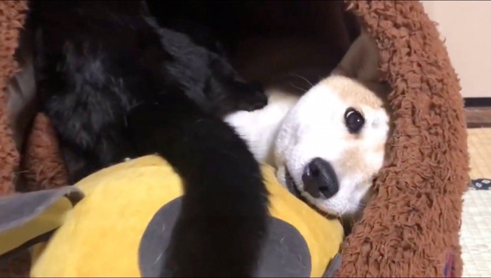 犬の体に足をかけてハウスの中に入っていく黒猫