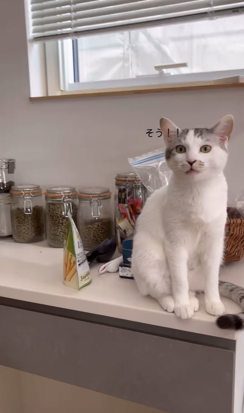 カウンターの上に座っている猫アップ「そう！！」