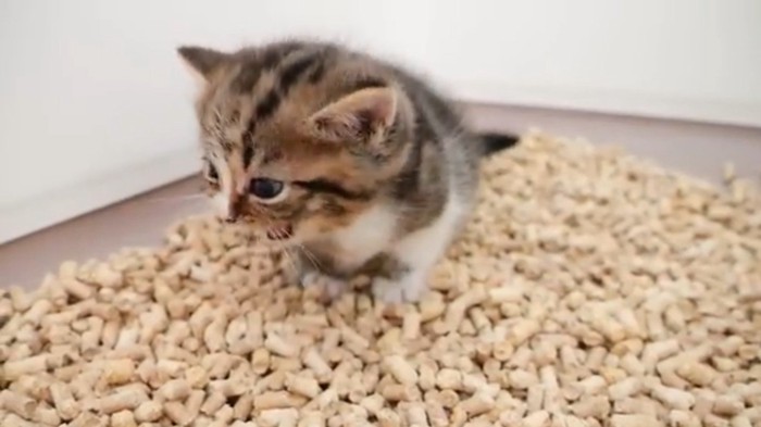 砂トイレにいる子猫