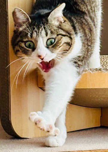 爪とぎハウスから出てくる猫(アップ2)