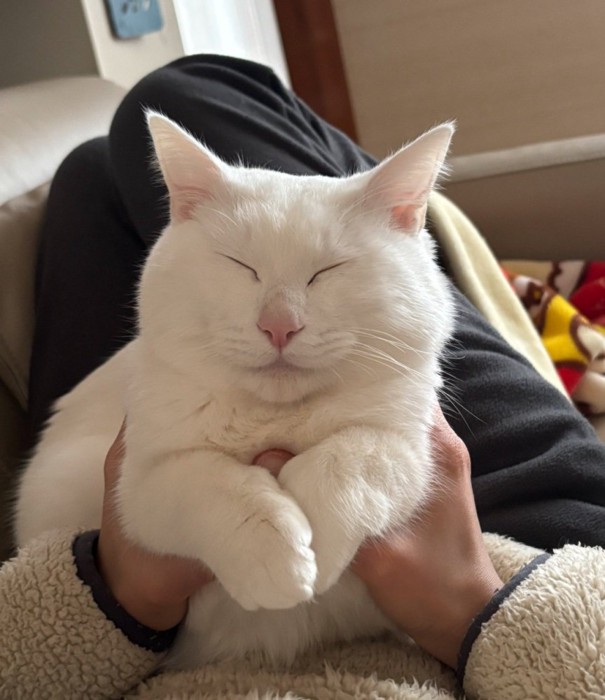 白いふくよかな猫