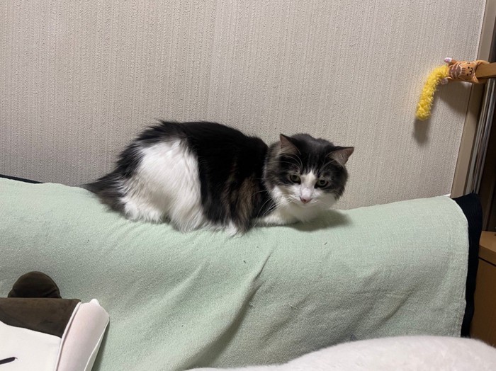 薄緑のタオルの上にいる猫