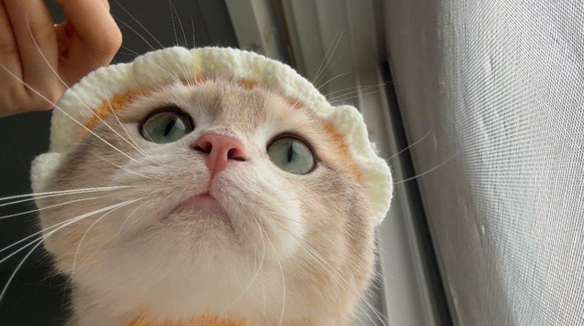 ぼうしを被った猫